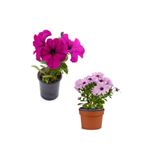 Serada Decor & Plant Pembe Bodrum Papatyası (20-40cm) + Pembe Petunya Çiçeği (5-15cm) Seti, Çok Renkli