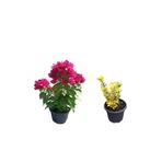 Serada Decor & Plant Pembe Bodur Begonvil Çiçeği Fidanı + Altuni Taflan Çit Bitkisi, 2'li Set, Saksılı Bahçe Bitkileri