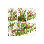 Serada Decor & Plant Pembe Cennet Çiçeği, 20-30 cm, Tüplü, Pink Strelitzia