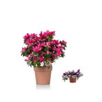 Serada Decor & Plant Pembe Çiçekli Açelya Çiçeği, Telgraf Hediyeli
