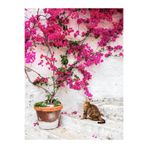 Serada Decor & Plant Pembe Çiçekli Begonvil, 60-100 cm, 1 Adet Saksılı İç/Dış Mekan Bitkisi