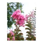 Serada Decor & Plant Pembe Çiçekli Oya Çiçeği Fidanı, 45-80 cm, Saksılı, Lagerstroemia Indica