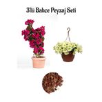 serada decor & plant Pembe Gelin Begonvil, Sarı Petunya Çiçeği, Dekoratif Taş 3'lü Set