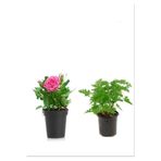 Serada Decor & Plant Pembe Gül + Itır Çiçeği Hediyeli, 10-25 cm, Saksılı Dış Mekan Bitkileri, 2'li Set