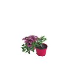 Serada Decor & Plant Pembe Hostes Çiçeği + Buz Çiçeği, 2'Li Set