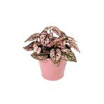 serada decor & plant Pembe Hostes Çiçeği, İç Mekan Bitkisi