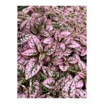 serada decor & plant Pembe Hypoestes Çiçeği, 10-15 cm, Pembe Yapraklı