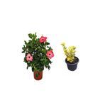 Serada Decor & Plant Pembe Japon Gülü Çiçeği + Altuni Taflan Çit Bitkisi 2'li Set, Çok Renkli, Dış Mekan Bitkileri