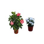 Serada Decor & Plant Pembe Japon Gülü Çiçeği + Beyaz Bodrum Papatyası 2'li Peyzaj Seti