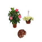 Serada Decor & Plant Pembe Japon Gülü, Sarı Petunya Çiçeği, Dekoratif Taş 3'lü Peyzaj Seti