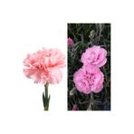 Serada Decor & Plant Pembe Karanfil Çiçeği, 15-25 cm, Saksılı, Pink Dianthus