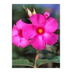 Serada Decor & Plant Pembe Mandavilla Sarmaşığı Çiçeği, 40-60 cm, Tüplü, İç Mekan Bitkileri