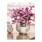 serada decor & plant Pembe Nanouk Telgraf Çiçeği Minik