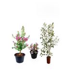 Serada Decor & Plant Pembe Oya Ağacı, Alacalı Beyaz Benjamin, Telgraf Çiçeği Hediyeli, 3'lü Set