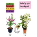 serada decor & plant Pembe Oya Ağacı, Beyaz Begonvil, İtır Çiçeği Hediyeli, 3'lü Set, Çok Renkli