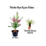 Serada Decor & Plant Pembe Oya Ağacı Fidanı, Saksılı, Kurdele Çiçeği Hediyeli, 30-60 cm