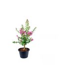 serada decor & plant Pembe Oya Ağacı Fidanı Saksılı, Yaprak Güzeli-Tül Çiçeği Hediyeli