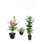 serada decor & plant Pembe Oya Ağacı, Hanımeli Çiçeği, Mezem Çiçeği Hediyeli, Çok Renkli, 3'lü Set