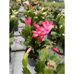 Serada Decor Plant Pembe Renk Paskalya Çiçeği - Hatiora Gaertneri 1 Adet - Yılbaşı Çiçeği