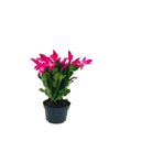 Serada Decor & Plant Pembe Renk Yılbaşı Çiçeği, Sarı Milii Kaktüs Hediyeli
