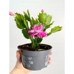 Serada Decor Plant Pembe Renk Yılbaşı Çiçeği Schlumbergera Truncata 1 Adet Saksılı 10-15CM