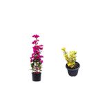 Serada Decor & Plant Pembe Sarmaşık Begonvil Çiçeği + Altuni Taflan Saksılı Dış Mekan Bitkileri, 2'li Set