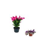 Serada Decor & Plant Pembe Telgraf Çiçeği Hediyeli, Kaktüsü