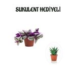 serada decor & plant Pembe Telgraf (Nanouk) Çiçeği, Sarı Milii Kaktüs Hediyeli, Tek Ebat