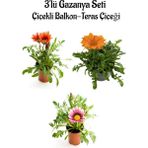 Serada Decor Plant Pembe-Turuncu-Kırmızı Renk Gazanya Çiçeği 3 Adet Saksılı 10-20CM Balkon Çiçeği