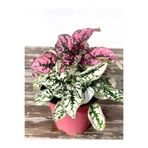 serada decor & plant Pembe ve Beyaz Renk Hostes Çiçeği, 2 Adet Saksılı İç Mekan Çiçeği, Hypoestes