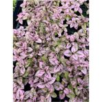 Serada Decor Plant Pembe Yaprağı Güzel Hostes Çiçeği (Pink Hypoestes) 10-15 cm
