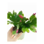 serada decor & plant Pembe Yılbaşı Çiçeği Fidanı Saksılı Schlumbergera