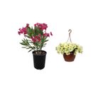 Serada Decor & Plant Pembe Zakkum (30-60cm) + Sarı Petunya Çiçeği (20-30cm) + 2lt Curf Dekoratif Taş 3'lü Peyzaj Seti