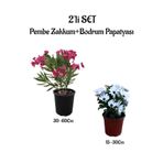 Serada Decor & Plant Pembe Zakkum Fidanı + Beyaz Bodrum Papatyası 2'li Bahçe Peyzaj Seti