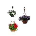 Serada Decor & Plant Petunya Çiçeği Seti, 15-30 cm, Beyaz+Mor+Kırmızı, 3'lü Bahçe Peyzaj Seti