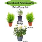 Serada Decor Plant Peyzaj Seti 2 Adet Limoni Servi+1 Adet Beyaz Gül Fidanı+ Hediye Lavanta