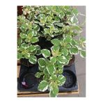 Serada Decor & Plant Plectranthus Forsteri Kokulu Sarkısı Benjamin Çiçeği Saksılı 10-20 cm, Yeşil-Beyaz