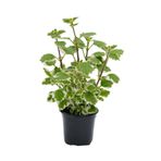 Serada Decor & Plant Plectranthus Forsteri Kokulu Uzayan Tür Benjamin Çiçeği Saksılı 10-20 cm