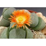 Serada Decor Plant Pleiospilos Nelii Lithops Turuncu Çiçek Açan Taş Kaktüs(Yaşayan Taşlar)