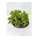 serada decor & plant Portulacaria Afra Para Çiçeği Yeşim Saksılı Bonsai Uyumlu Bitki, Yeşil, 20-30 cm