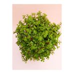 serada decor & plant Portulacaria Afra Yeşim Para Salon Çiçeği, 15-30cm, 1 Adet