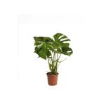 Serada Decor & Plant Saksıda Canlı Deve Tabanı Çiçeği, Geniş Yapraklı İç Mekan Bitkisi