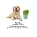 Serada Decor & Plant Saksıda Taze Köpek Otu Bitkisi, Filizli 15-20 cm, Yeşil
