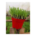 Serada Decor & Plant Saksıda Yetişmiş Kedi Otu, Taze Filizli Kedi Çimi, 15-20 cm, Kırmızı Saksı
