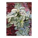 serada decor & plant Saksılı Beyaz Hostes Çiçeği, 5-10 cm, Dış Mekan Bitkisi