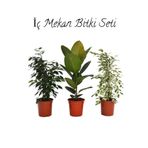 Serada Decor Plant Salon Çiçek Seti Yeşil Benjamin (40-65CM)-KAUÇUK (50-60CM)-ALACALI Benjamin Çiçeği (40-55CM)