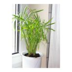 Serada Decor & Plant Salon Dekor Bitkisi Japon Şemsiyesi, Cyperus Alternifolius, 20-40 cm, Saksılı