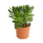 serada decor & plant Şans Çiçeği Crassula Ovata Ev Bitkisi Para Çiçeği 15-25cm