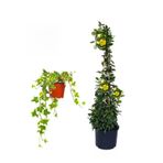 serada decor & plant Sarı Alacalı Hedera Helix + Sarı Yasemin Çiçeği 2'li Bahçe Peyzaj Seti