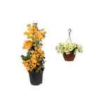 Serada Decor & Plant Sarı Begonvil (30-60cm) + Sarı Petunya Çiçeği (20-30cm) + 2lt Curf Dekoratif Taş 3'lü Peyzaj Seti